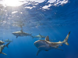 Galapagos Sharks (Carcharhinus Galapagensis), Oahu, Pacific Ocean, Hawaii, USA Photographic Print by Reinhard Dirscherl