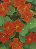 Nasturtium Flowers (Trapaeolum), Dwarf Whirlybird Variety Photographie par Wally Eberhart