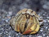 Semi-Terrestrial Hermit Crab (Coenobita Compressus), Galapagos Islands Photographic Print by Gerald & Buff Corsi