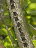 Proboscis Bats or Long-Nosed Bats Resting on a Tree Trunk, Rhynchonycteris Naso Photographie par Don Grall
