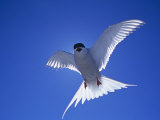 An Arctic Tern in Flight Photographie par Arthur Morris