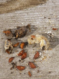 Robin (Turdus Migratorius) Scat with Juneberry Seeds, an Example of Seed Dispersal by Animals Photographic Print by Wally Eberhart