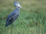 Whale-Headed Stork, Balaeniceps Rex, Central Africa Photographic Print by Joe McDonald