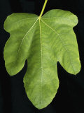 Fig Leaf Photographic Print by Nigel Cattlin