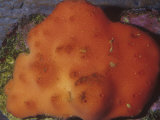Red Sponge (Ophlitaspongia Pennata), Phylum Porifera, California, USA Fotografisk tryk af Ken Lucas Red Sponge (Ophlitaspongia Pennata), Phylum Porifera, California, USA Fotografisk tryk af Ken Lucas