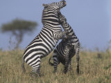 Common or Burchell's Zebras Fighting, Equus Burchellii, Masai Mara, Kenya, Africa Photographic Print by Joe McDonald