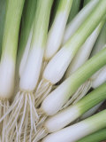 Scallions, Evergreen Hardy White Variety Photographic Print by Wally Eberhart