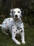 Dalmatian Variety of Domestic Dog Photographic Print by Cheryl Ertelt