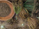 Dill Flower Heads and Seed Harvest Photographic Print by David Cavagnaro