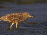Immature Black-Crowned Night Heron, Nycticorax Nycticorax, North America Photographic Print by Arthur Morris
