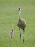 Sandhill Crane, Grus Canadensis, Parent with Chick, North America Photographic Print by Arthur Morris