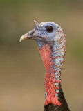 Wild Turkey Head (Meleagris Gallopavo), USA Photographic Print by John Cornell