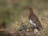 Willow Ptarmigan in Summer Plumage, Lagopus Lagopus, Canada Photographie par Arthur Morris
