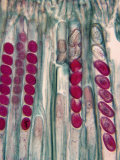 Ascospores in the Asci of the Cup Mushroom, Peziza, Ascomycetes Photographic Print by John D. Cunningham