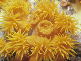 Opened and Unopened Polyps of a Tube or Cup Coral, Tubastraea Photographic Print by David Fleetham