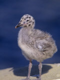 Western Gull Chick Photographic Print by Arthur Morris
