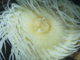 Giant Green Anemone (Anthopleura Xanthogrammica), Central California, USA Fotografiskt tryck av Ken Lucas