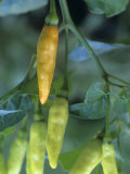 Tabasco Peppers Developing Photographic Print by David Sieren