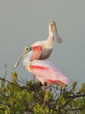 Roseate Spoonbills, Ajaia Ajaja, Florida, USA Photographic Print by John Cornell