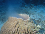 Giant Barrel Sponge Spawning, Xestospongia Testudinaria, Phylum Porifera, Malaysia Photographic Print by Hal Beral