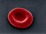 A Human Red Blood Cell or Erythrocyte Showing its Biconcave Shape Photographic Print by Stanley Flegler
