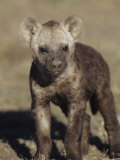 Young Spotted Hyena, Crocuta Crocuta, East Africa Photographic Print by Joe McDonald