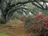 Live Oaks, Quercus Virginiana, and Azaleas, Magnolia Plantation Photographic Print by Adam Jones