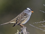 White-Crowned Sparrow (Zonotrichia Leucophrys), North America Photographic Print by Arthur Morris