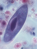 Paramecium, Phase Photographic Print by David Phillips
