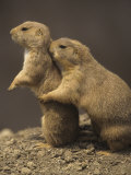 Black-Tailed Prairie Dogs, Cynomys Ludovicianus, Western North America Photographie par Adam Jones