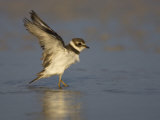 Semipalmated Plover with Outstretched Wings, Charadrius Semipalmatus, North America Lámina fotográfica por John Cornell Semipalmated Plover with Outstretched Wings, Charadrius Semipalmatus, North America Lámina fotográfica por John Cornell