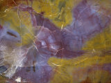 Petrified Wood Photographic Print by Albert Copley