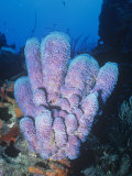 Azure Vase Sponge, Callyspongia Plicifera, Phylum Porifera, Caribbean Fotoprint van Hal Beral