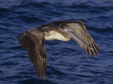 Brown Pelican in Flight, Pelecanus Occidentalis, North America Photographic Print by Joe McDonald
