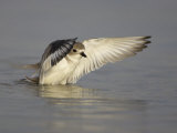 Snowy Plover, Charadrius Alexandrinus, with Spread Wings, an Endangered Species, USA Lámina fotográfica por John Cornell Snowy Plover, Charadrius Alexandrinus, with Spread Wings, an Endangered Species, USA Lámina fotográfica por John Cornell