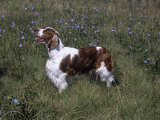 Welsh Springer Spaniel Variety of Domestic Dog Photographic Print by Cheryl Ertelt