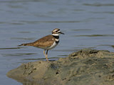Killdeer, Charadrius Vociferus, USA Photographie par John Cornell