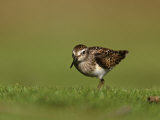 Least Sandpiper in Juvenile Plumage, Calidris Minutilla, North America Photographie par Arthur Morris