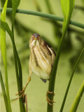 Least Bittern, Ixobrychus Exilis, . USA Lámina fotográfica por John Cornell Least Bittern, Ixobrychus Exilis, . USA Lámina fotográfica por John Cornell