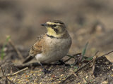 Horned Lark (Eremophila Alpestris), California, USA Photographic Print by Steve Maslowski