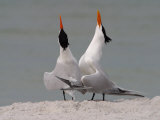 Royal Tern, Sterna Maxima, Pair in Courtship Display, Southern USA Photographie par John Cornell