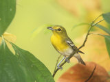 Yellow-Throated Vireo (Vireo Flavifrons), North America Photographie par Steve Maslowski