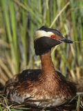 Horned Grebe on the Nest, Podiceps Auritus, North America Photographic Print by Arthur Morris
