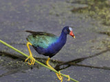 Purple Gallinule, Porphyrula Martinica, Southern USA Photographic Print by John Cornell