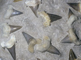 Fossil Shark Teeth, Eocene Epoch, 65-33 M.Y.A., Morocco Photographic Print by Ken Lucas
