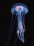 Luminescent Jellyfish, Pelagia Noctiluca, France, Mediterranean Sea Fotografie-Druck von Reinhard Dirscherl