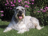 Giant Schnauzer Variety of Domestic Dog Photographic Print by Cheryl Ertelt