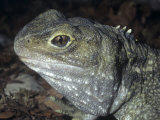 Tuatara Head (Sphenodon Punctatus). New Zealand Photographic Print by Ken Lucas