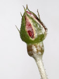 Powdery Mildew (Sphaerotheca Pannosa) on a Rose Bud (Rosa) Lámina fotográfica por Nigel Cattlin Powdery Mildew (Sphaerotheca Pannosa) on a Rose Bud (Rosa) Lámina fotográfica por Nigel Cattlin