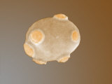 Yeast Cell with Bud Scars Photographic Print by Richard Kessel